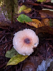 Lepiota magnispora