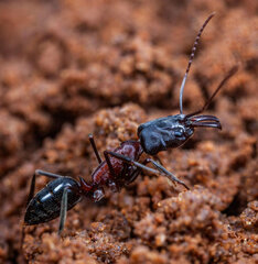 Odontomachus troglodytes