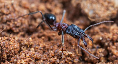 Odontomachus troglodytes
