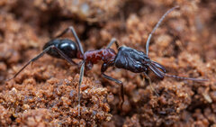 Odontomachus troglodytes