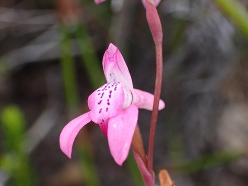 Image of Rigid Disa (Disa inflexa) by (c) Ren Hoekstra, some rights reserved (CC BY)