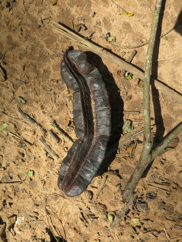 Aridan (Tetrapleura tetraptera)
