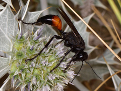 Palmodes occitanicus