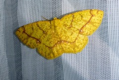 Periclina