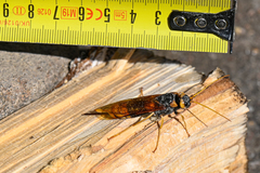 Urocerus gigas