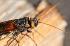 Urocerus gigas