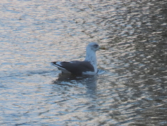 Larus fuscus