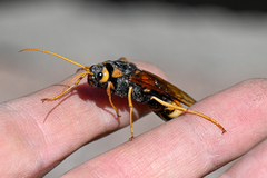 Urocerus gigas