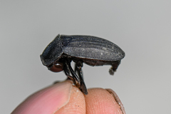 Silpha carinata