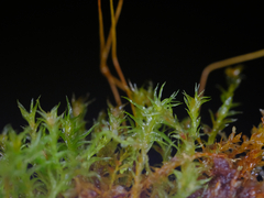 Tetraphis geniculata