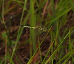 Diplacodes nebulosa