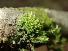 Ulota crispa
