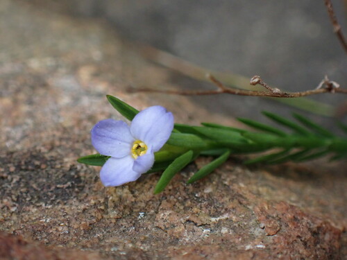 Gnidia linoides (Gnidia linoides)