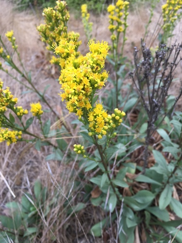 coast goldenrod
