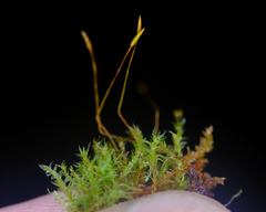 Tetraphis geniculata