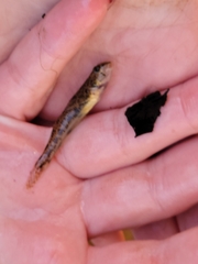 Etheostoma olmstedi