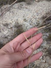 Bouteloua pectinata