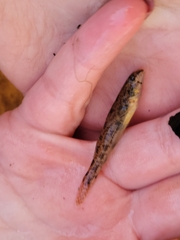 Etheostoma olmstedi