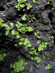 Cryptomitrium tenerum