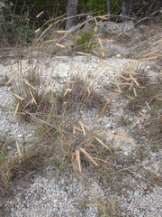 Bouteloua pectinata