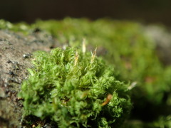 Ulota crispa