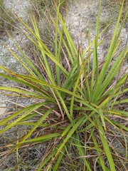 Yucca rupicola
