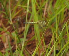 Diplacodes nebulosa
