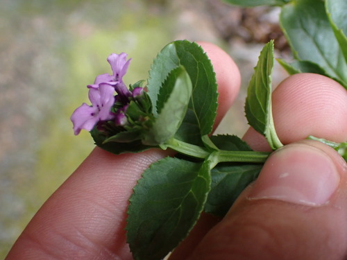 Image of Teedia lucida by (c) Ren Hoekstra, some rights reserved (CC BY)