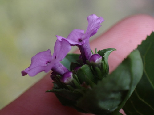 Image of Teedia lucida by (c) Ren Hoekstra, some rights reserved (CC BY)