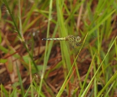 Diplacodes nebulosa