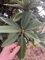 Rhododendron arboreum