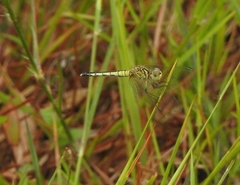Diplacodes nebulosa