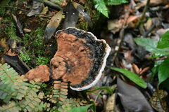 Amauroderma