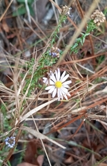 Symphyotrichum walteri