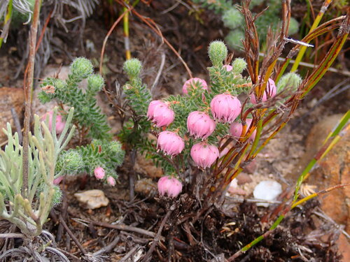 Image of Mouse Heath (Erica involucrata) by (c) Ren Hoekstra, some rights reserved (CC BY)