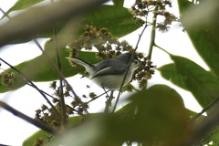 Polioptila bilineata