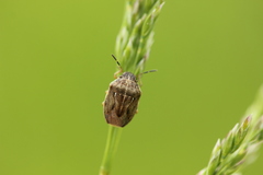 Neottiglossa pusilla