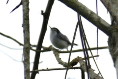 Polioptila bilineata