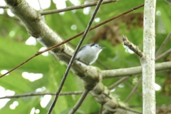 Polioptila bilineata