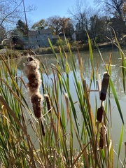 Typha latifolia