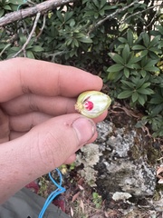 Rhododendron arboreum