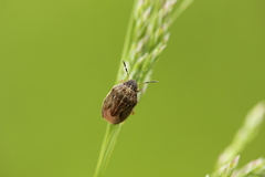 Neottiglossa pusilla