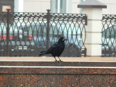 Corvus frugilegus