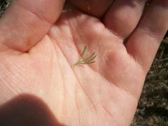 Serruria trilopha