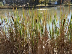 Typha latifolia