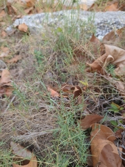 Muhlenbergia utilis