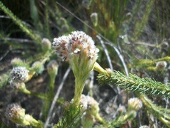 Serruria trilopha