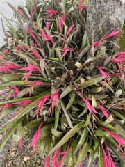 Billbergia
