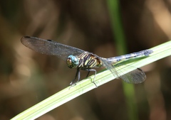 Orthetrum julia