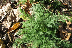 Artemisia annua